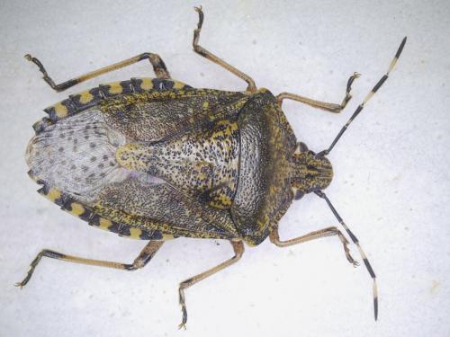 Rhaphigaster nebulosa